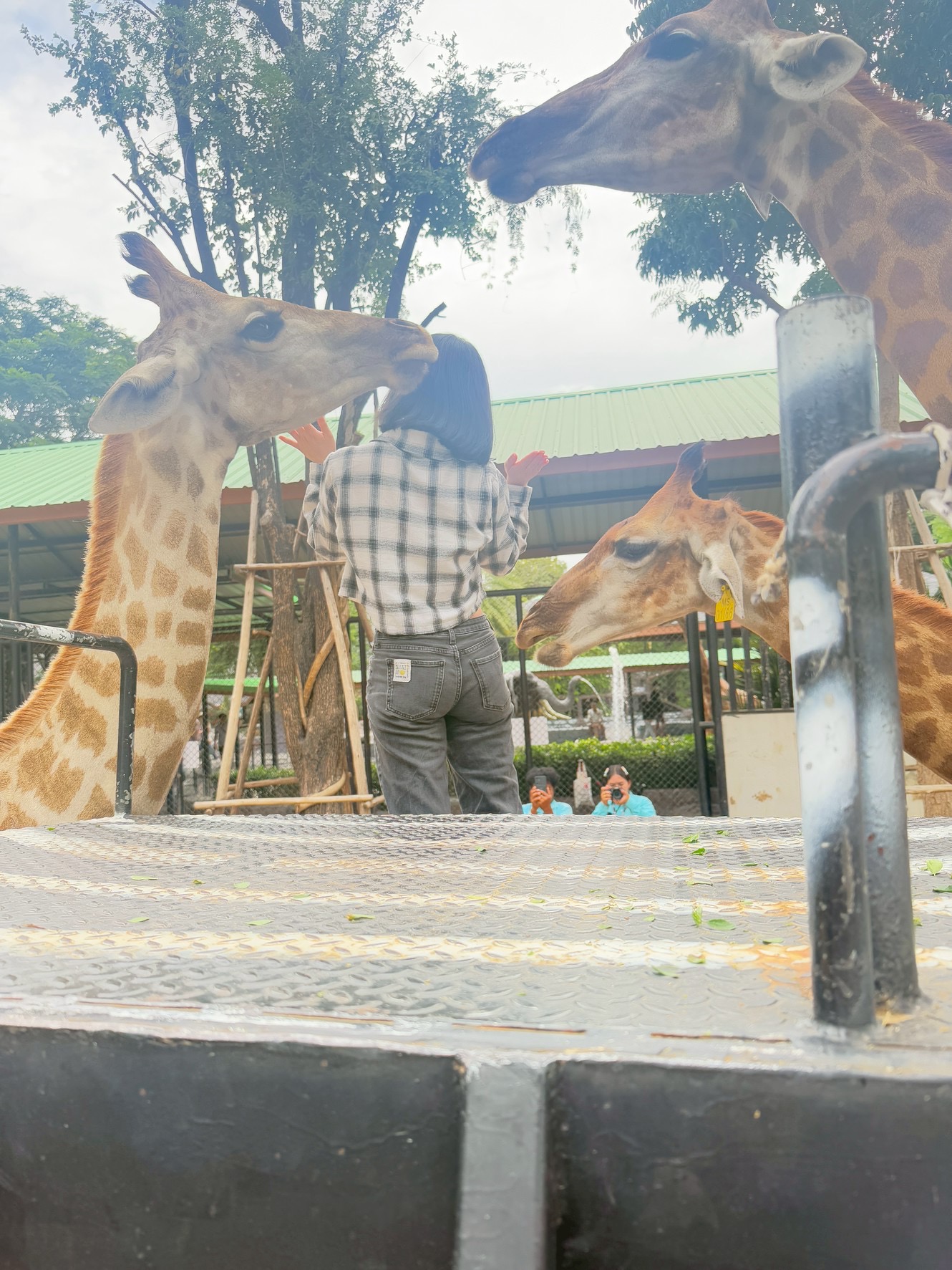 野生動物園餵食體驗